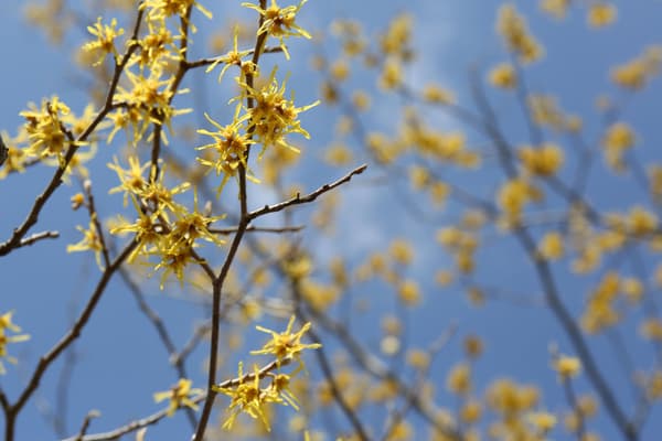 Atesu满作的黄色花朵