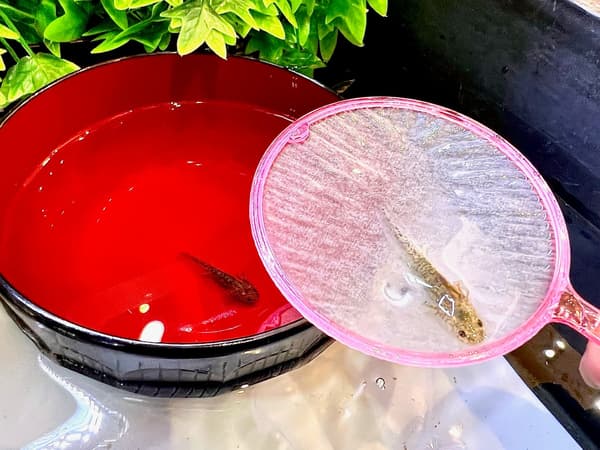 Goldfish scooping and axolotl scooping at AQUA FOREST