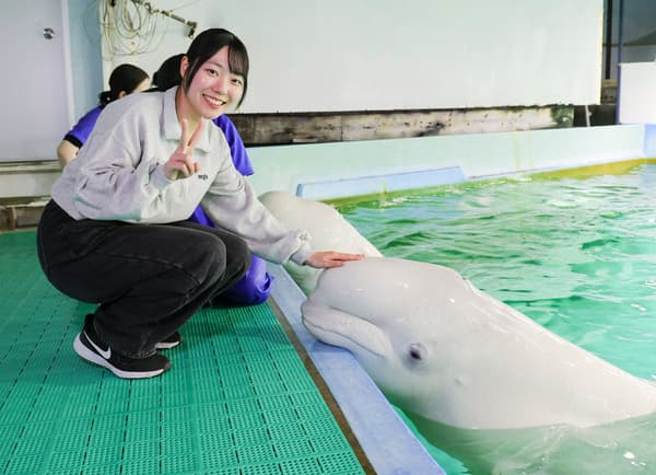 Seorang peserta menyentuh beluga di tepi kolam
