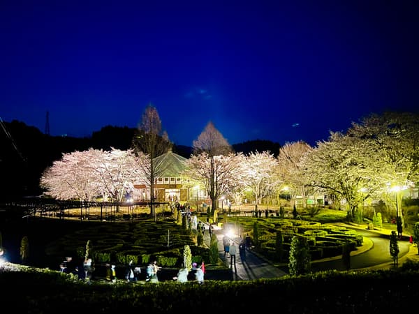 去年夜櫻燈光秀遠景