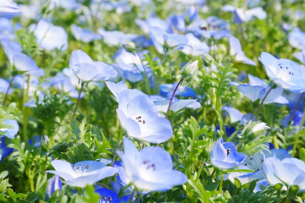 Nemofilas en el Parque Nacional Musashi Kyūryō