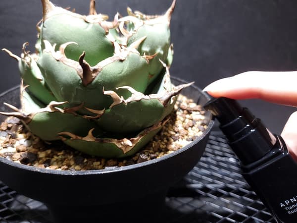 Tlamani Root junto a un agave en maceta