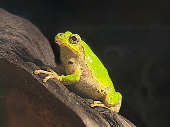 Eastern Japanese Tree Frog