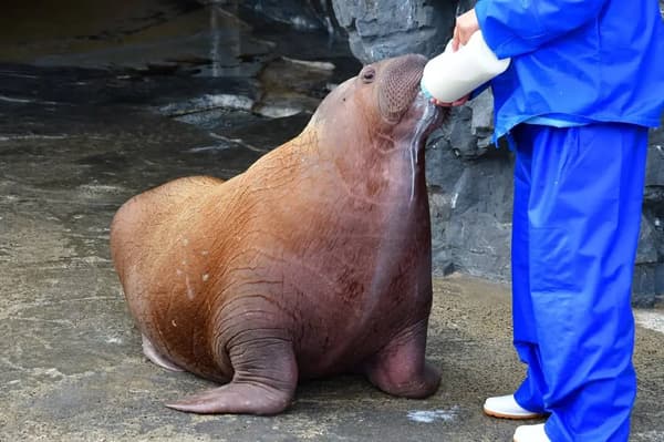 Marine Mammal Area con leones marinos y focas