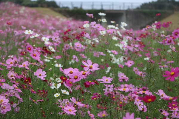 Cosmos rosas, rojos y blancos