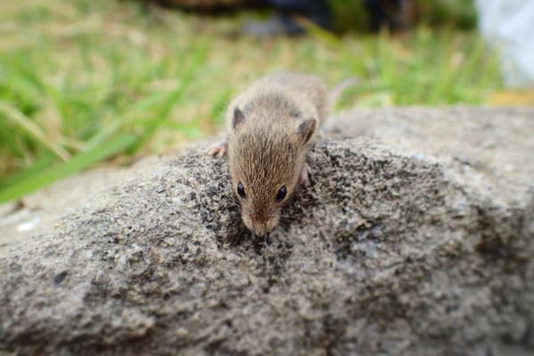 Un ratón cosechero japonés (Kayane) visto en el bosque