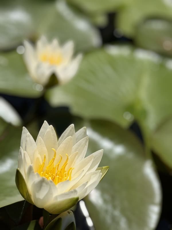 오타니 수양벚나무 공원에 핀 수련