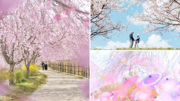 Escena del Festival Sakura (de 2025)