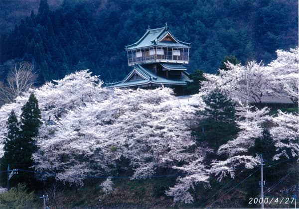 2000年樱花盛开时的神冈城全景