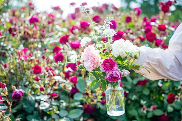 A bottle filled with Maebashi-grown roses picked during the 
