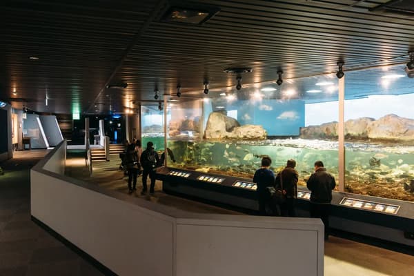 Eco Aqua Room con medusas y peces luna