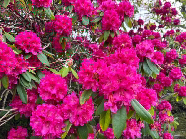 西洋杜鹃（摄于4月14日）