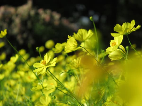 Cosmos sulphureus 'Lemon Bright'