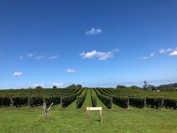 Domaine Takahiko Nana-Tsu-Mori vineyard in Yoichi