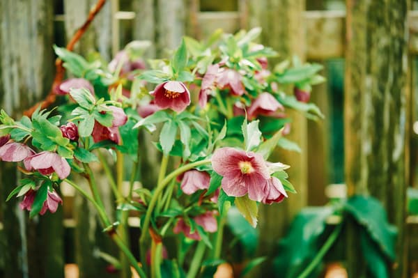 精致的圣诞玫瑰