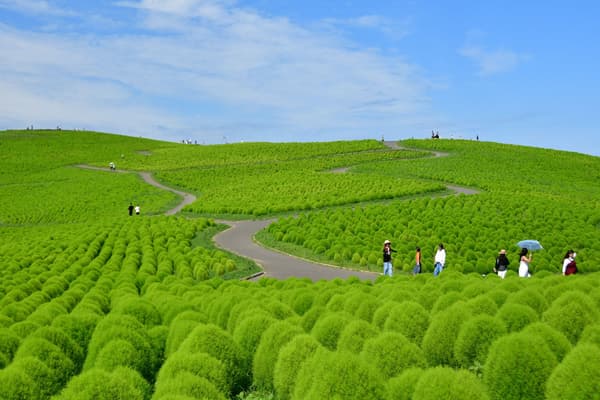 Green kochia covering Miharashi Hill in full summer bloom