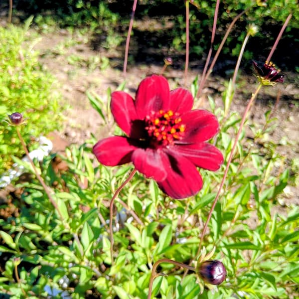 A relative of cosmos and a perennial, with chocolate-colored flowers