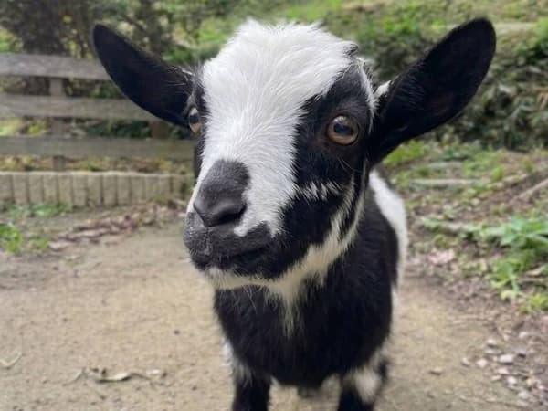 Oreo, kambing di Desa KURAGARI