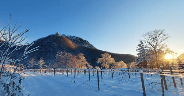 日出时白雪皑皑的葡萄园和八剑山