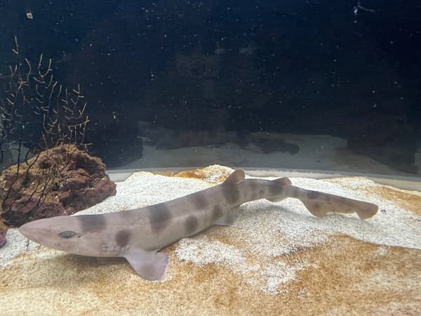 展示於 Aqua Museum，擁有獨特透明外殼的砂勞越絨毛鯊卵