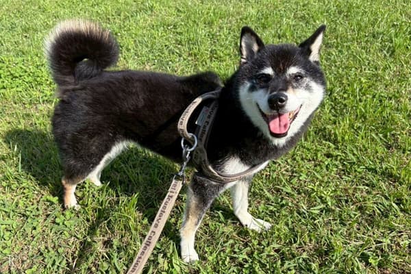 与宠物共度轻松时光