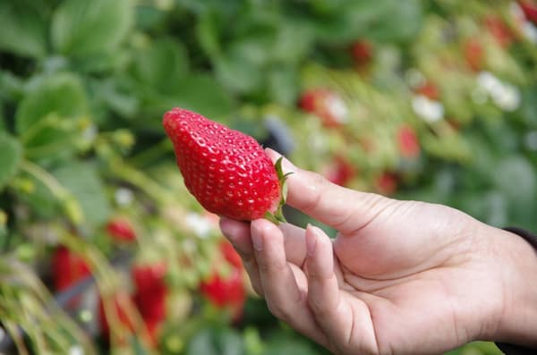 草莓采摘