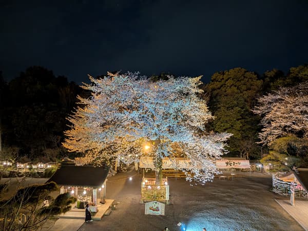 Ryoen Sakura in bloom