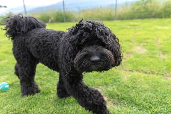 프라이빗 반려견 운동장