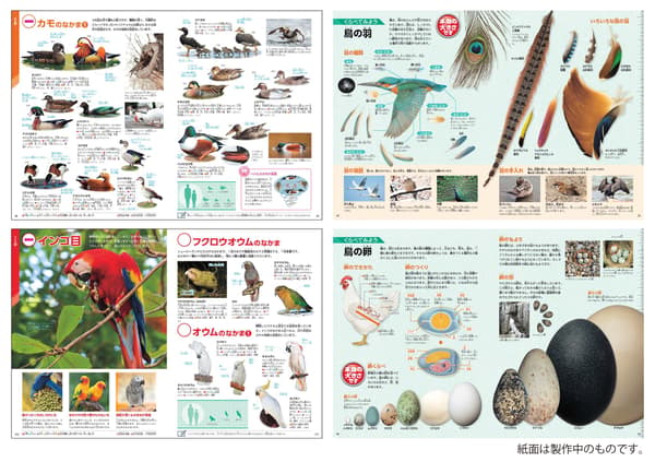 Interior pages from the Birds volume