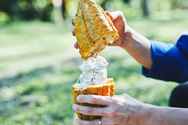Cacao grown in Colombia's biodiverse terroir