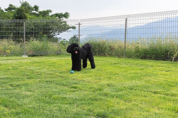 반려견 어메니티 및 장비