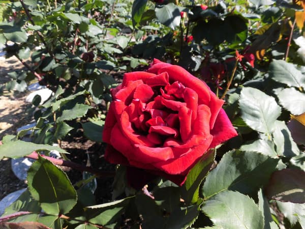 'Papa Meilland' – Aroma Damask Modern