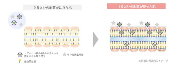 Diagram of moisture network placement in the skin