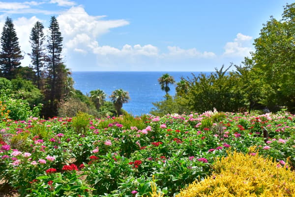 The flower field near the entrance