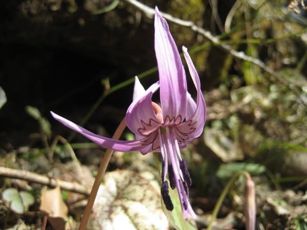 鲜艳的紫色片栗花