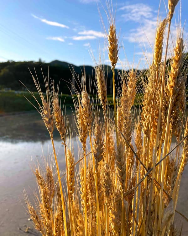 用於戚風蛋糕中的兵庫縣產「白銀小麥」