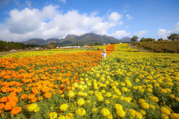 Golden African marigolds filling the Highland Colors area