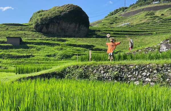 Maruyama Senmaida rice terraces
