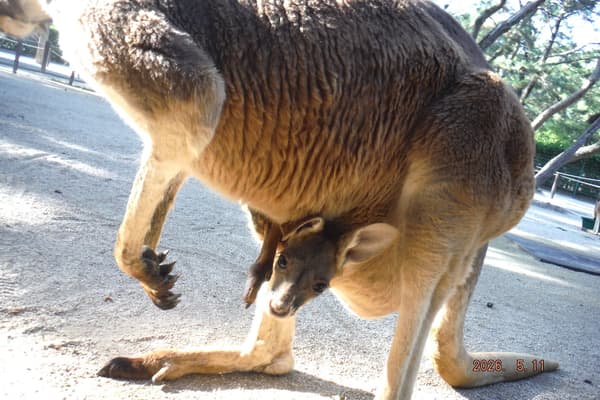 Katsuma (male) peeking out from his mother's pouch