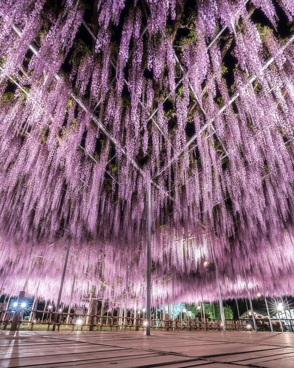 大藤盛开期夜间灯光秀3（历史档案照片）