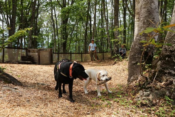 白馬岩岳山頂寵物跑道
