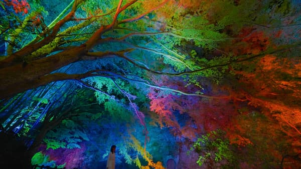 teamLab，共鸣的养老溪谷与森林