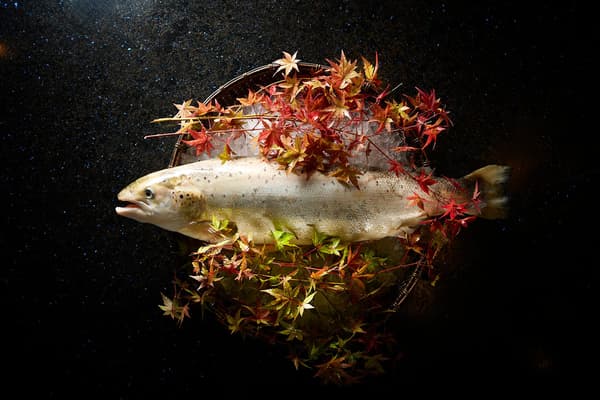 Fuji Atlantic Salmon