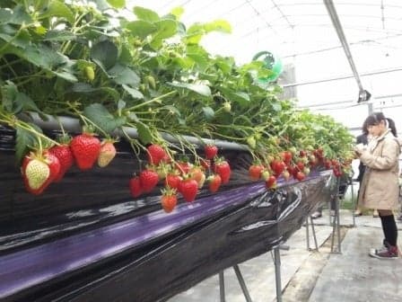 Sky Farm的空中栽培方法让草莓在不接触地面的情况下生长，从而产出美丽的水果