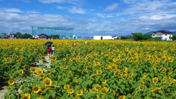 游客正在采摘向日葵带回家