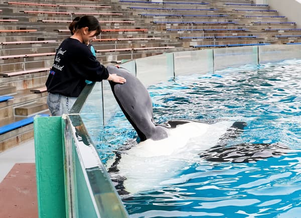 Orca handshake experience at Kamogawa Sea World