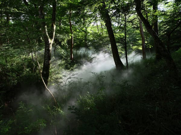 Fog Promenade Sengokuhara, Escultura de niebla n.º 47721