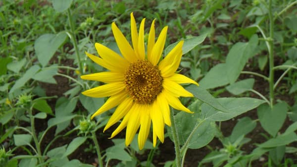 Pinocchio Gold sunflowers in bloom at Shinjuku Central Park