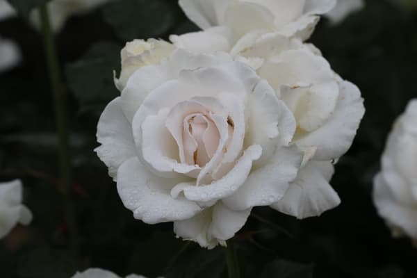 'Margaret Merril' – Aroma Damask