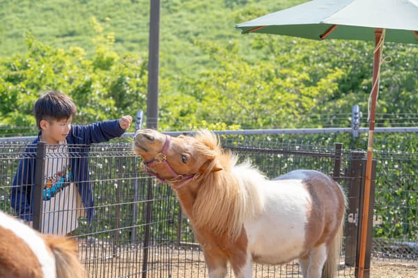 NEW Petting Horse Ranch